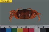 藏品(北方丑招潮蟹)的圖片